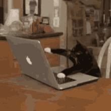 cat typing